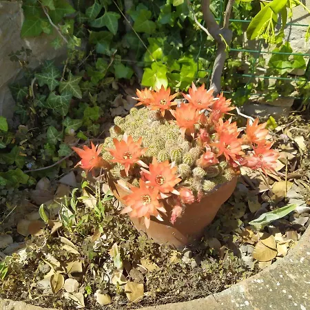 La Casaccia Gasthuis Mercatello (Marsciano)